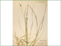 Le spécimen d'herbier de Carex arcta