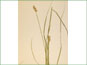 La plante de Carex arcta avec les épis