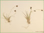 La plante de Carex bicolor