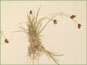 La plante de Carex bicolor avec les racines et les épis