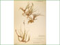 Le spécimen d'herbier de Carex bigelowii