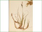 Carex bigelowii plant rhizomes
