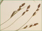 Les épis de Carex buxbaumii