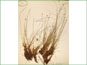 Le spécimen d'herbier de Carex capitata ssp. capitata