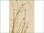 Les épis solitaires de Carex capitata ssp. capitata