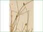 Solitary spikes and perigynia of Carex capitata ssp. capitata