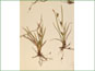 La plante de Carex crawei avec les rhizomes