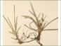 Les rhizomes de Carex crawei