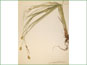 Le spécimen d'herbier de Carex cristatella