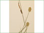 Les épis à la fin de Carex cristatella