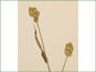 Les épis sphériques de Carex cristatella