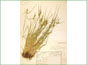 Le spécimen d'herbier de Carex cryptolepis