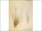 Le spécimen d'herbier de Carex eburnea
