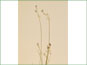 Les épis de Carex eburnea