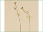 Les épis à la fin et latérales de Carex eburnea