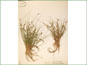 Le spécimen d'herbier de Carex echinata ssp. echinata