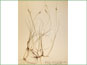 Le spécimen d'herbier de Carex garberi