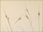Les épis de Carex garberi