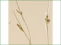 Les épis pédicellés de Carex garberi