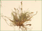 Cluster of Carex glacialis plants