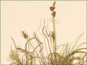 Les lances terminales et latérales de Carex glacialis