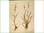 Le spécimen d'herbier de Carex granularis var. haleana
