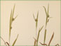 Les épis de Carex granularis var. haleana
