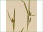 Les épis de Carex granularis var. haleana avec les bractées de feuille-comme