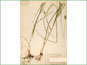 Le spécimen d'herbier de Carex gravida var. gravida