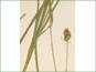 Les feuilles et les épis de Carex gravida var. gravida