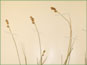 Carex heleonastes ssp. heleonastes spikes