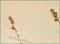 Clusters of sessile Carex heleonastes ssp. heleonastes spikes
