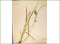 Le spécimen d'herbier de Carex hystericina