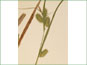 Les épis de Carex hystericina avec les bractées feuille-comme