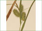 Les épis de Carex hystericina avec les périgynes 