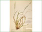 Le spécimen d'herbier de Carex leptonervia