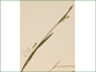 Les épis femelles de Carex leptonervia