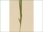 Les épis femelles de Carex leptonervia avec les bractées feuille-comme