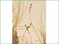 Les épis et les feuilles de Carex mackenziei