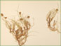 La plante de Carex maritima avec les rhizomes
