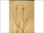 Herbarium specimen of Carex michauxiana