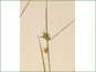 Les épis de Carex michauxiana avec les bractées feuille-comme