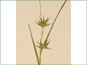 Les périgynes de Carex michauxiana avec les becs longs