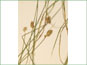 Les épis et les feuilles de Carex pachystachya