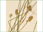 Les épis de Carex pachystachya 