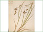 Le spécimen d'herbier de Carex paleacea
