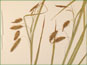 Les épis tombants de Carex paleacea