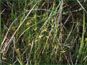 Live Carex pauciflora in its natural habitat