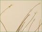 Les épis de Carex pauciflora