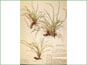 Le spécimen d'herbier de Carex pedunculata